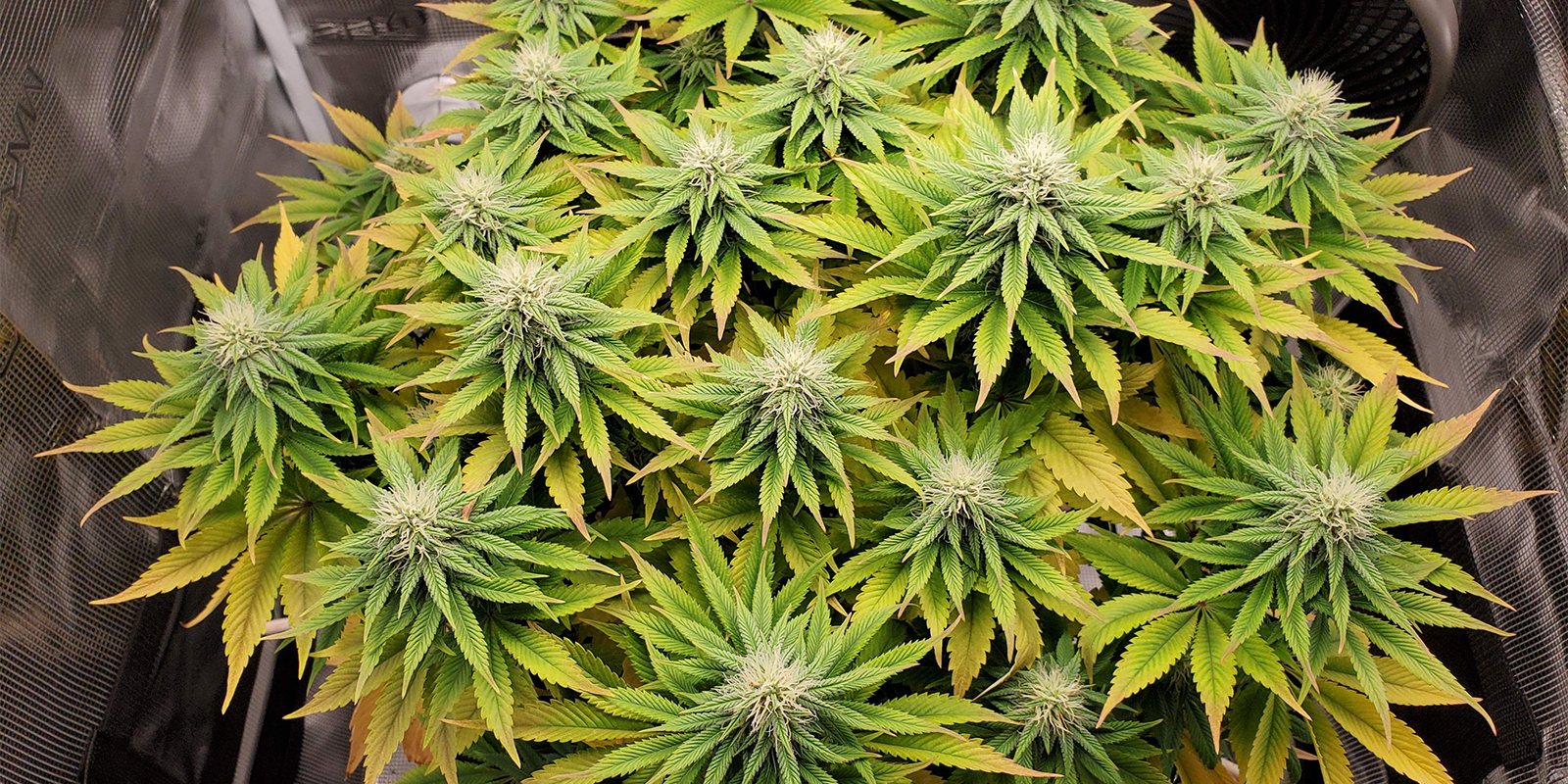 Problemi comuni di pH e come risolverli Problemi comuni di pH e come risolverli