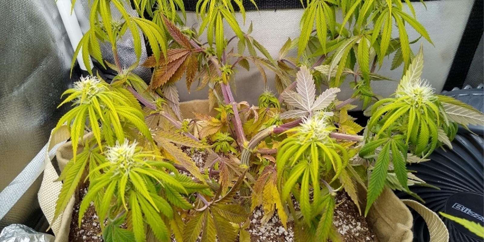 Segnali comuni di un pH errato nelle piante di cannabis Segnali comuni di un pH errato nelle piante di cannabis