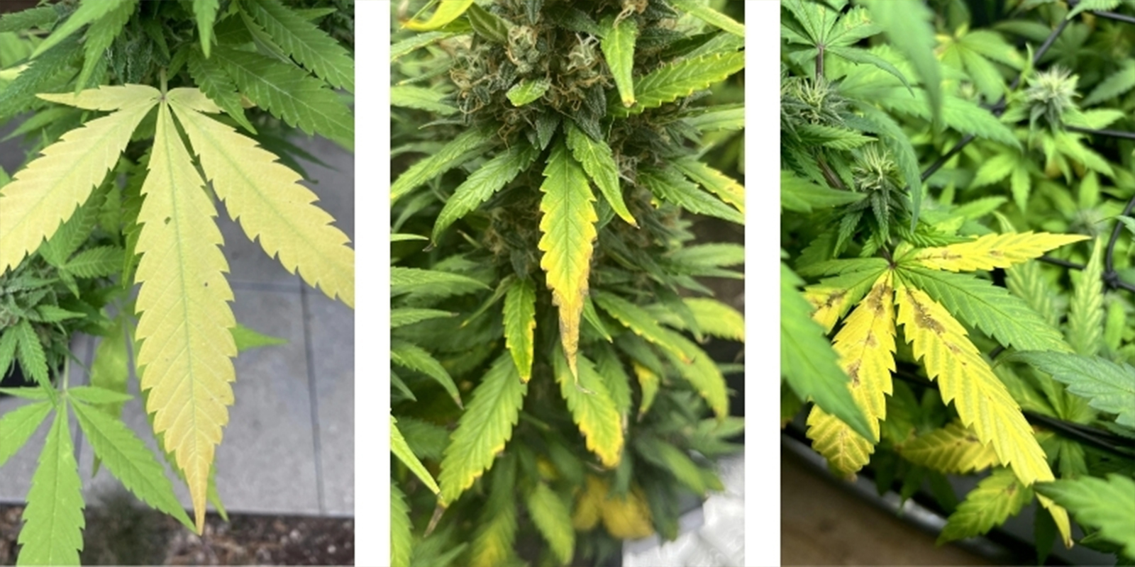 Segnali comuni di un pH errato nelle piante di cannabis Segnali comuni di un pH errato nelle piante di cannabis