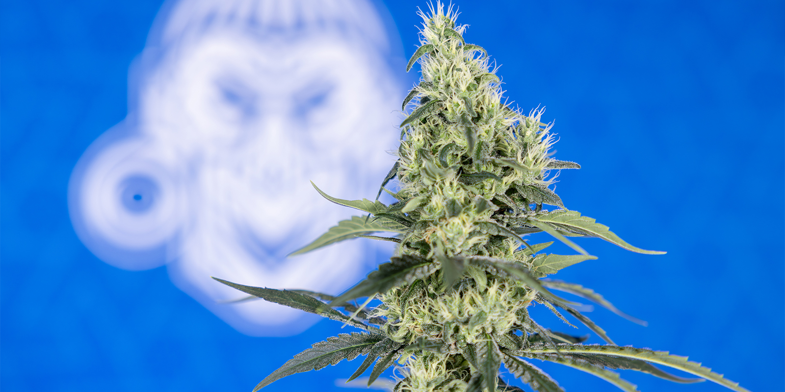 Come mantenere stabile il pH durante la coltivazione Come mantenere stabile il pH durante la coltivazione