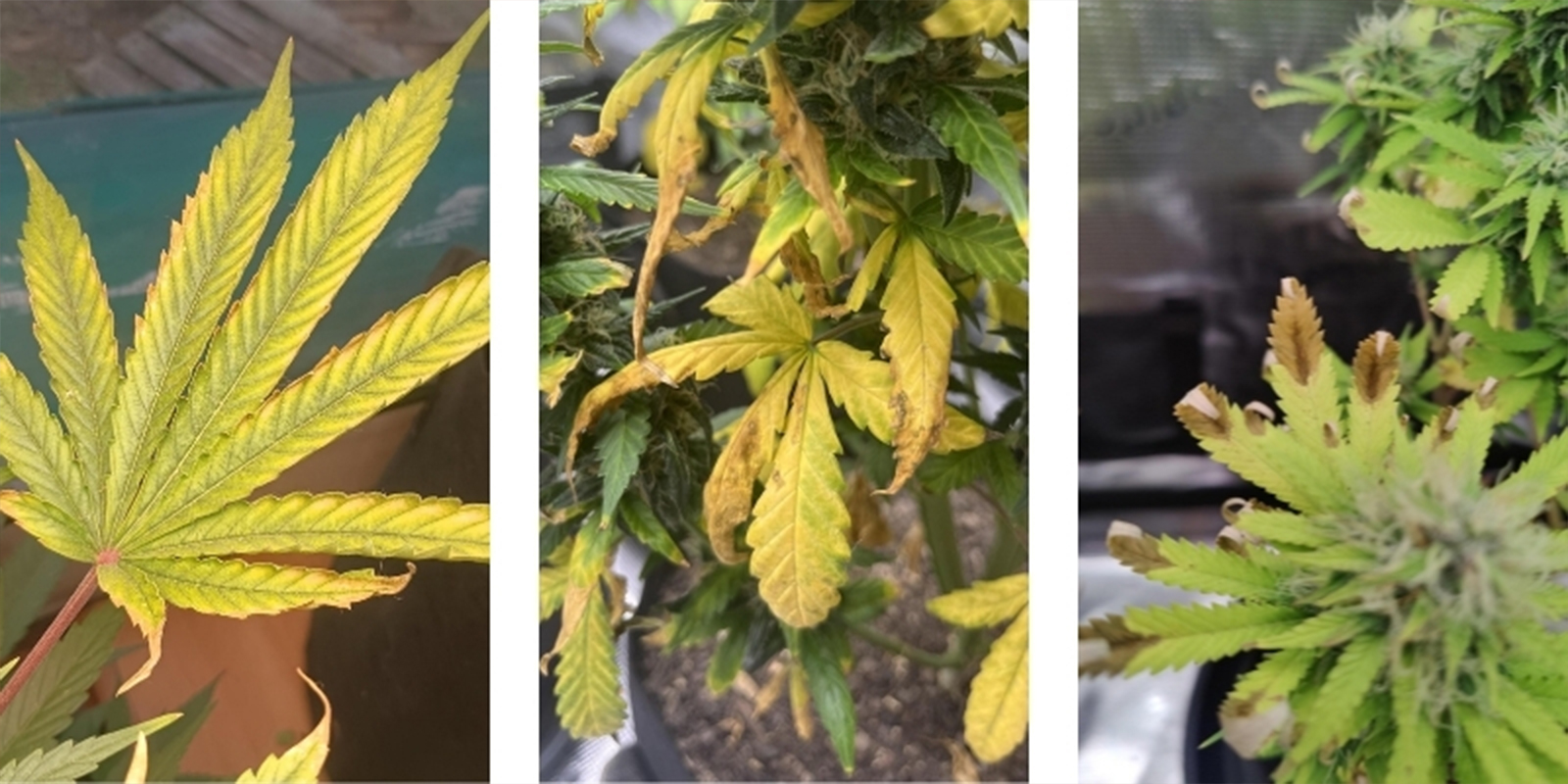 Cos’è il blocco dei nutrienti Cos’è il blocco dei nutrienti