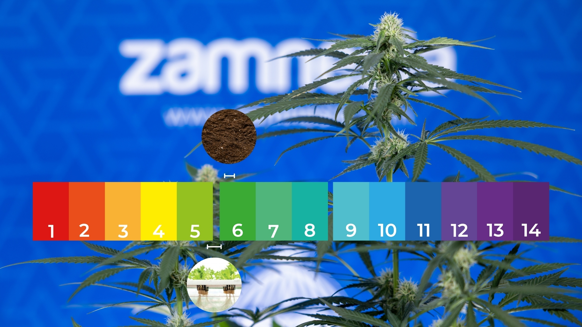 Fase vegetativa Fase vegetativa