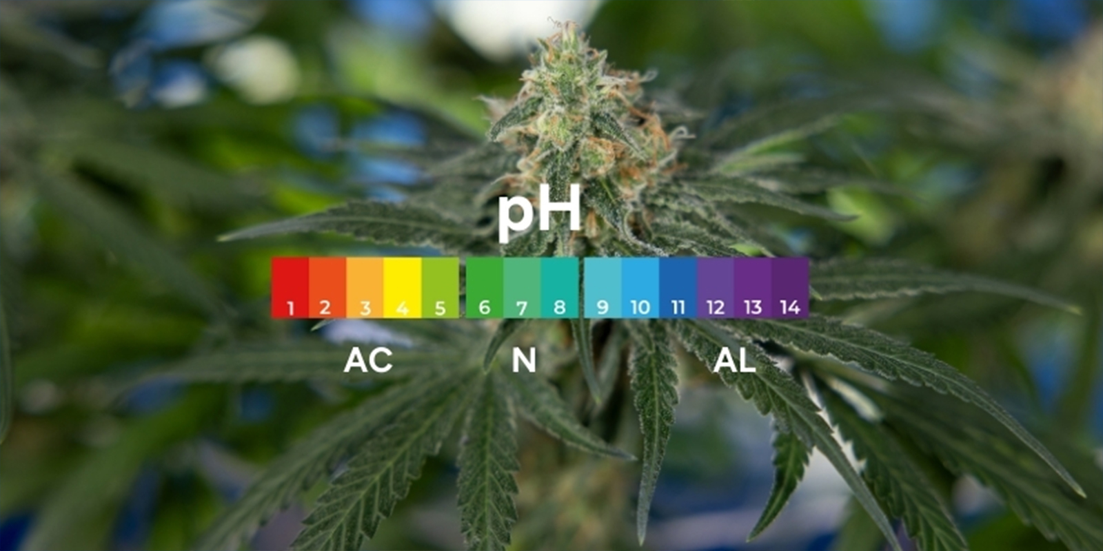 Cos’è il pH e perché è importante per la cannabis? Cos’è il pH e perché è importante per la cannabis?