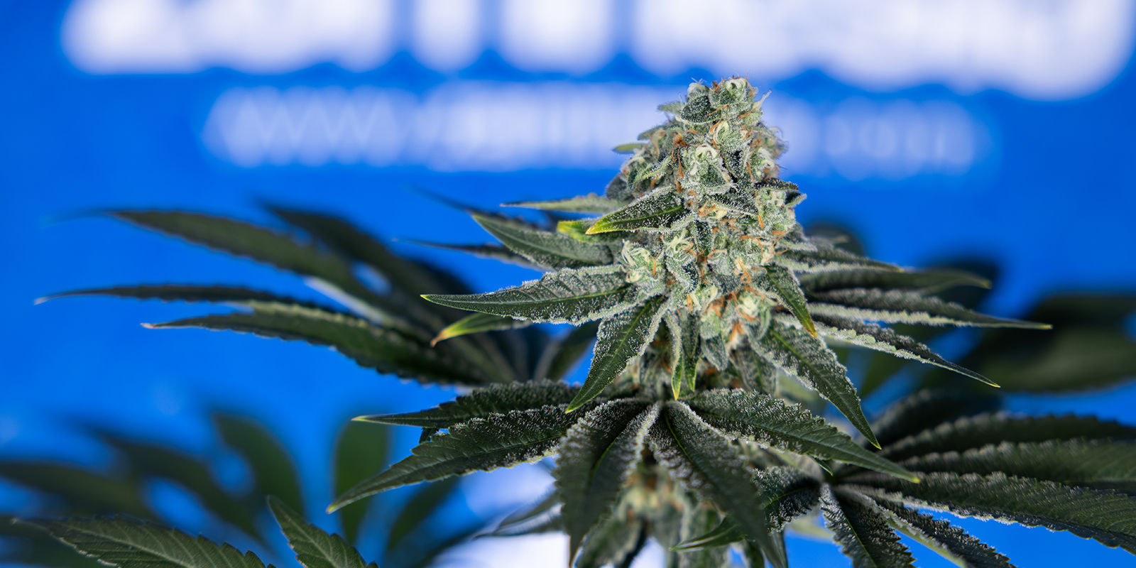 12/12 da seme: cosa aspettarti 12/12 da seme: cosa aspettarti