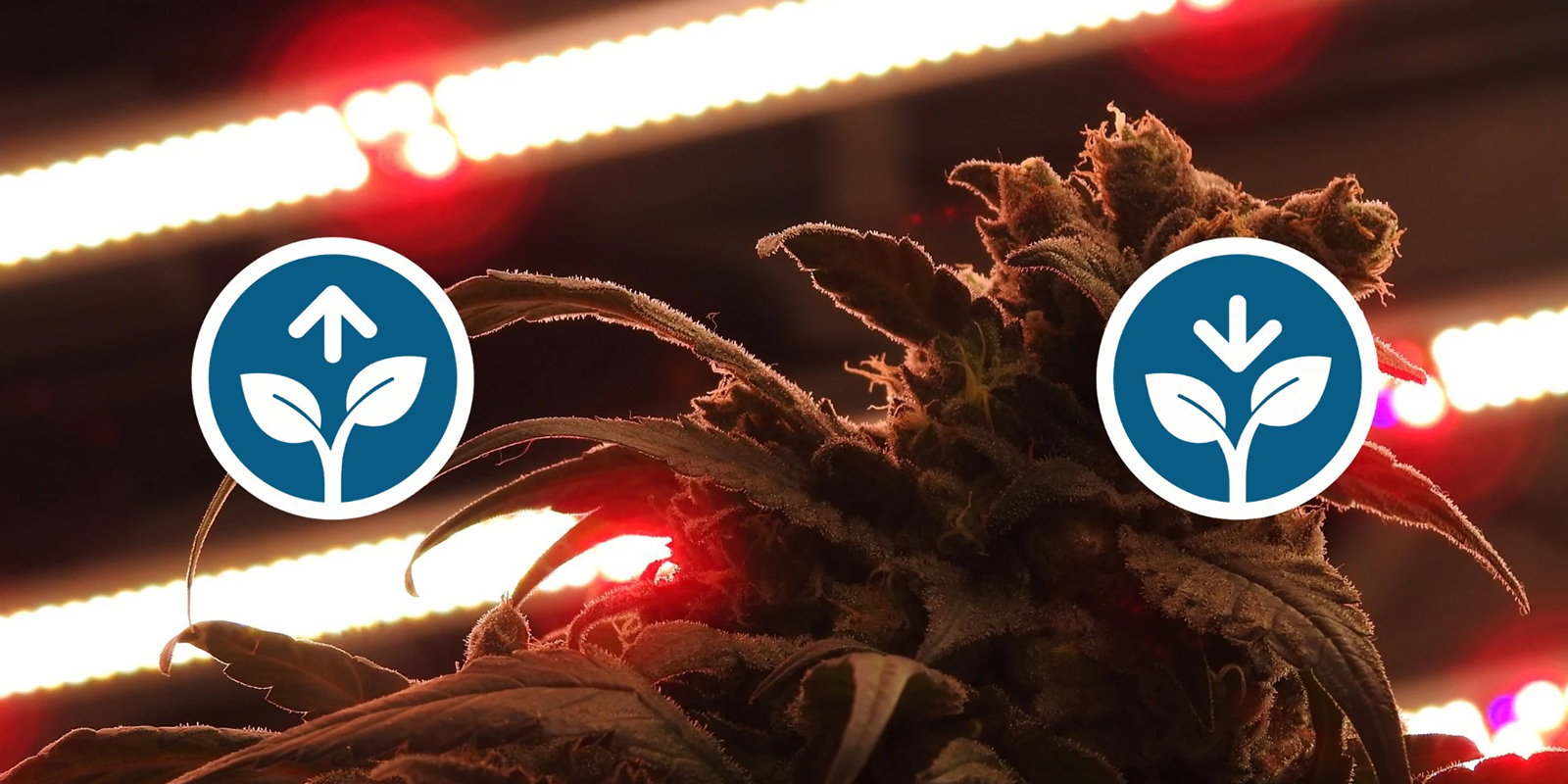 Vantaggi e svantaggi del 12/12 Vantaggi e svantaggi del 12/12