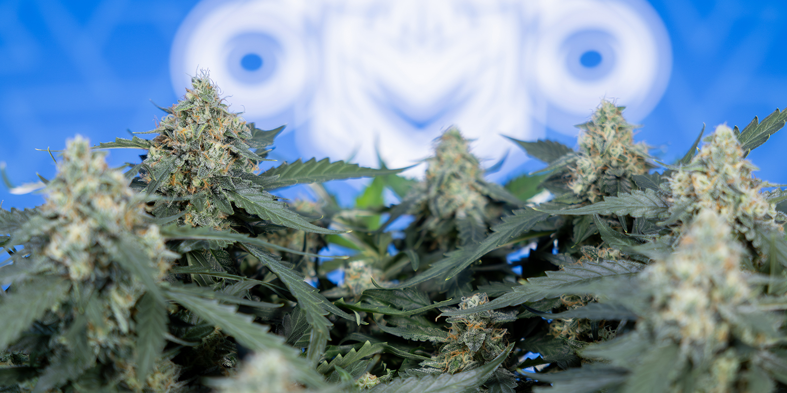 Le migliori varietà per il 12/12 da seme Le migliori varietà per il 12/12 da seme