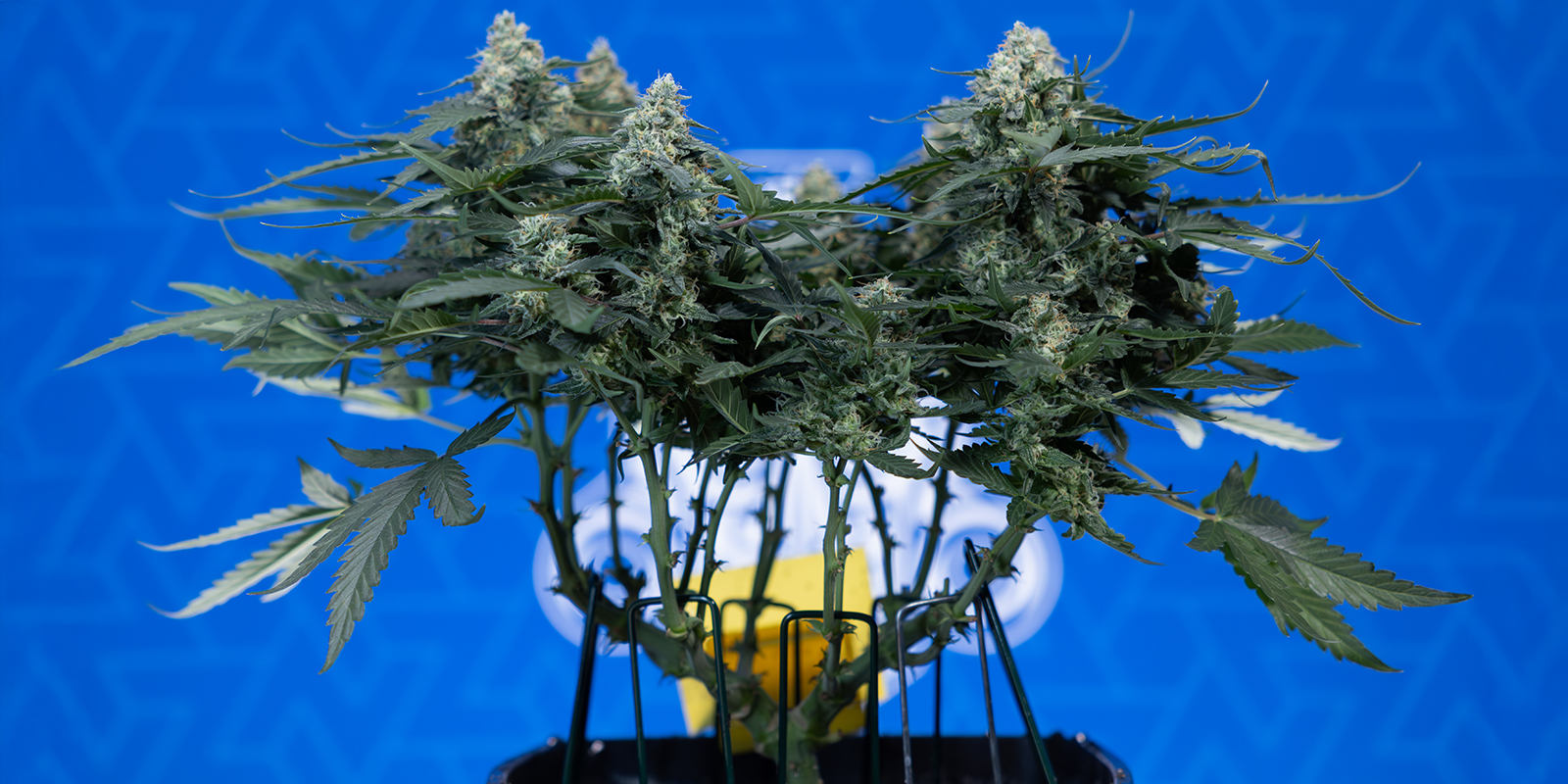 Perché usare il 12/12? Perché usare il 12/12?