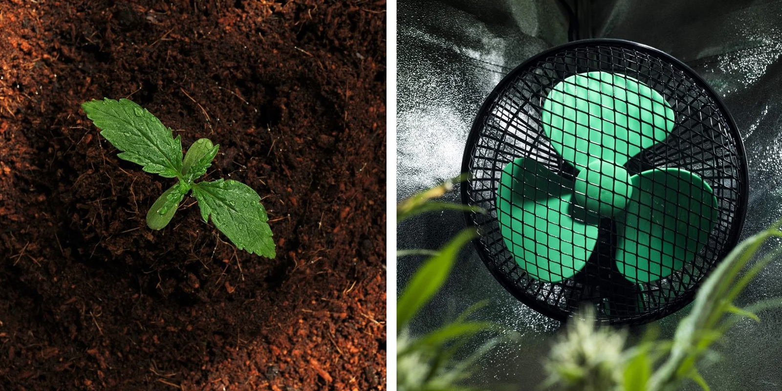 Terriccio di qualità e aerazione sono fondamentali Terriccio di qualità e aerazione sono fondamentali