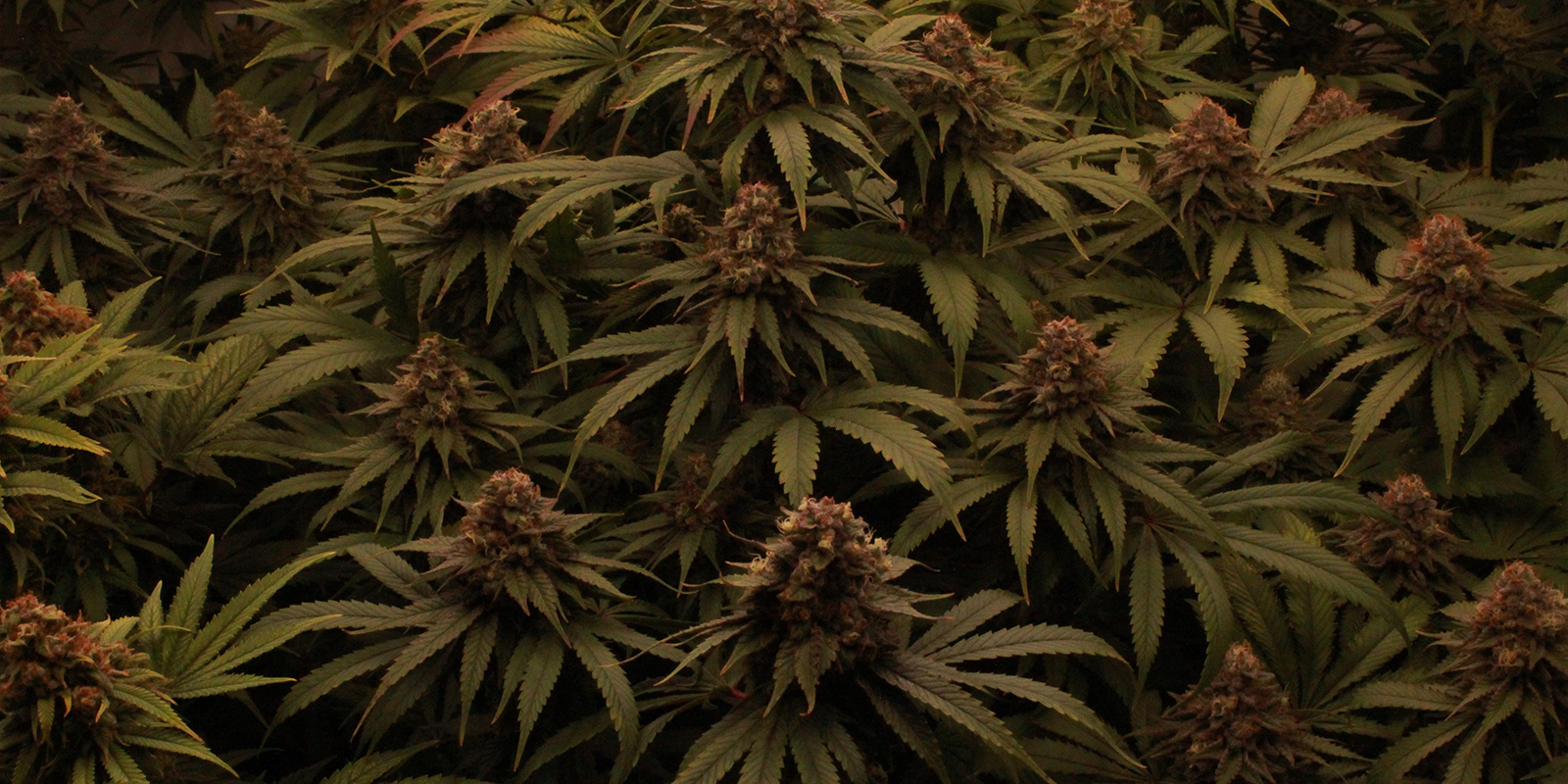 Lascia che le tue piante facciano festa in 12/12 Lascia che le tue piante facciano festa in 12/12