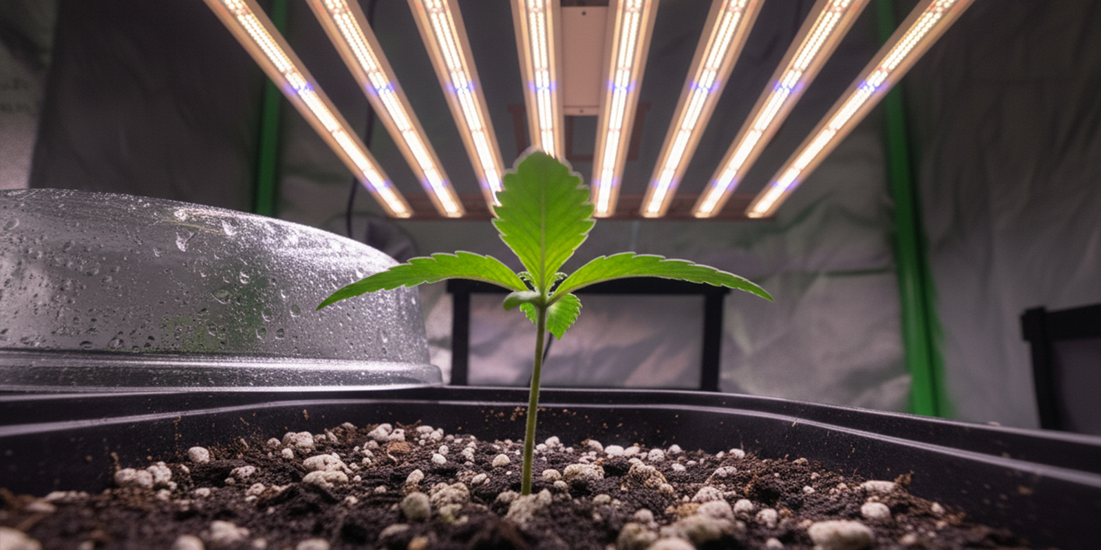 Parti con l’illuminazione 12/12 fin dal primo giorno Parti con l’illuminazione 12/12 fin dal primo giorno