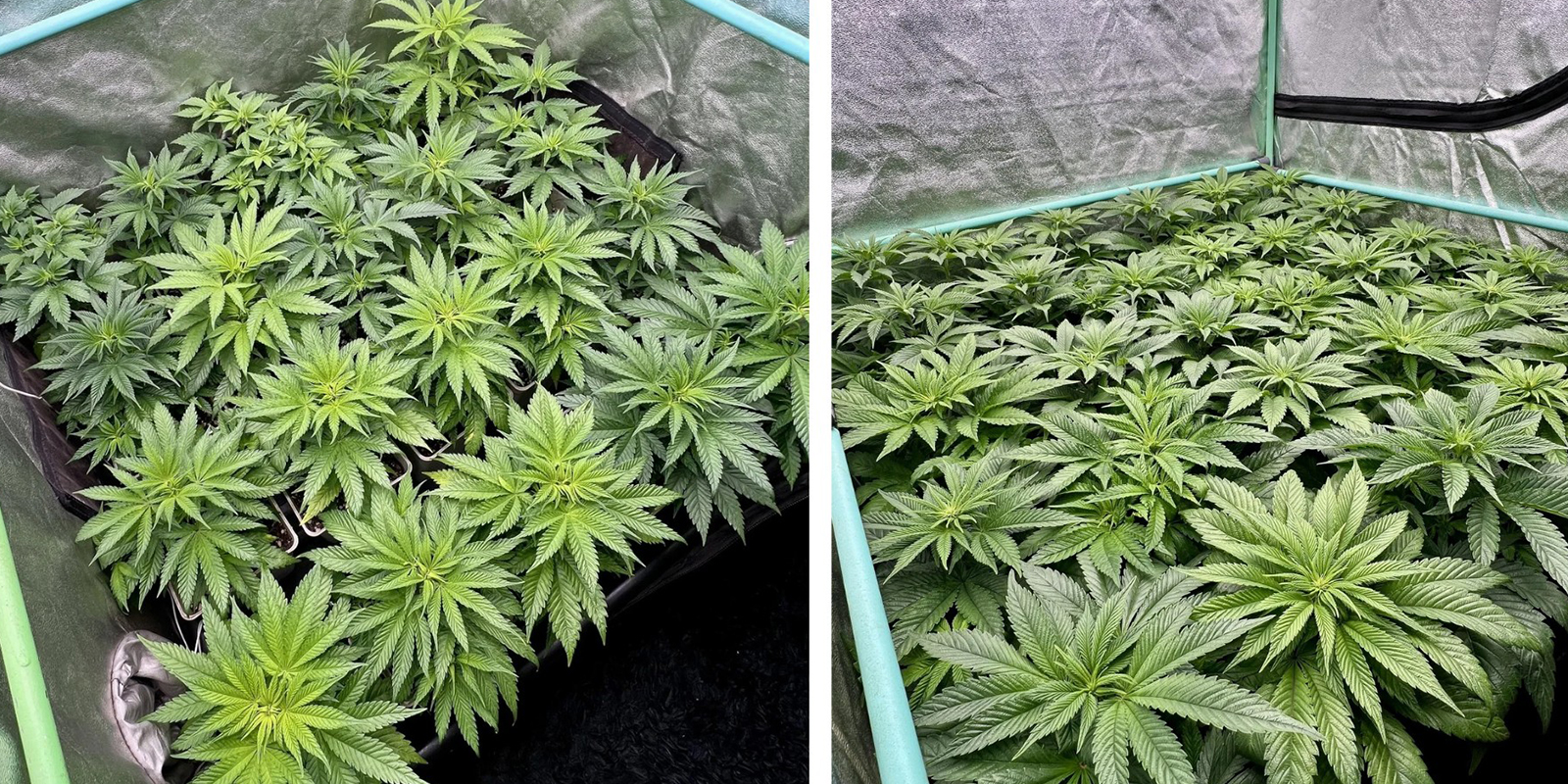 Prova il metodo Sea of Green (SOG)