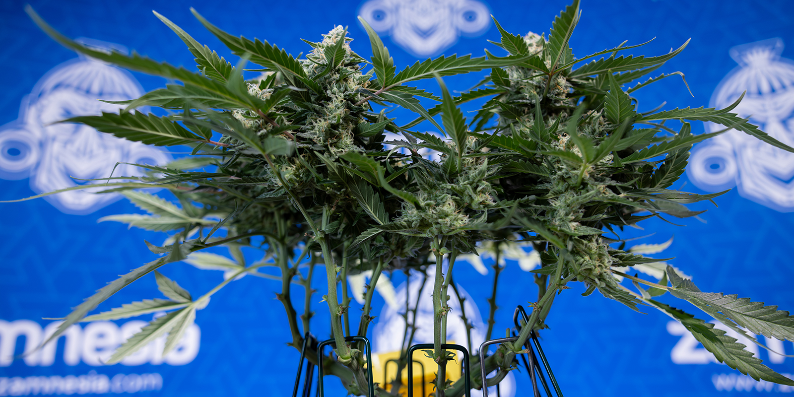 Usa semi femminizzati o autofiorenti Usa semi femminizzati o autofiorenti