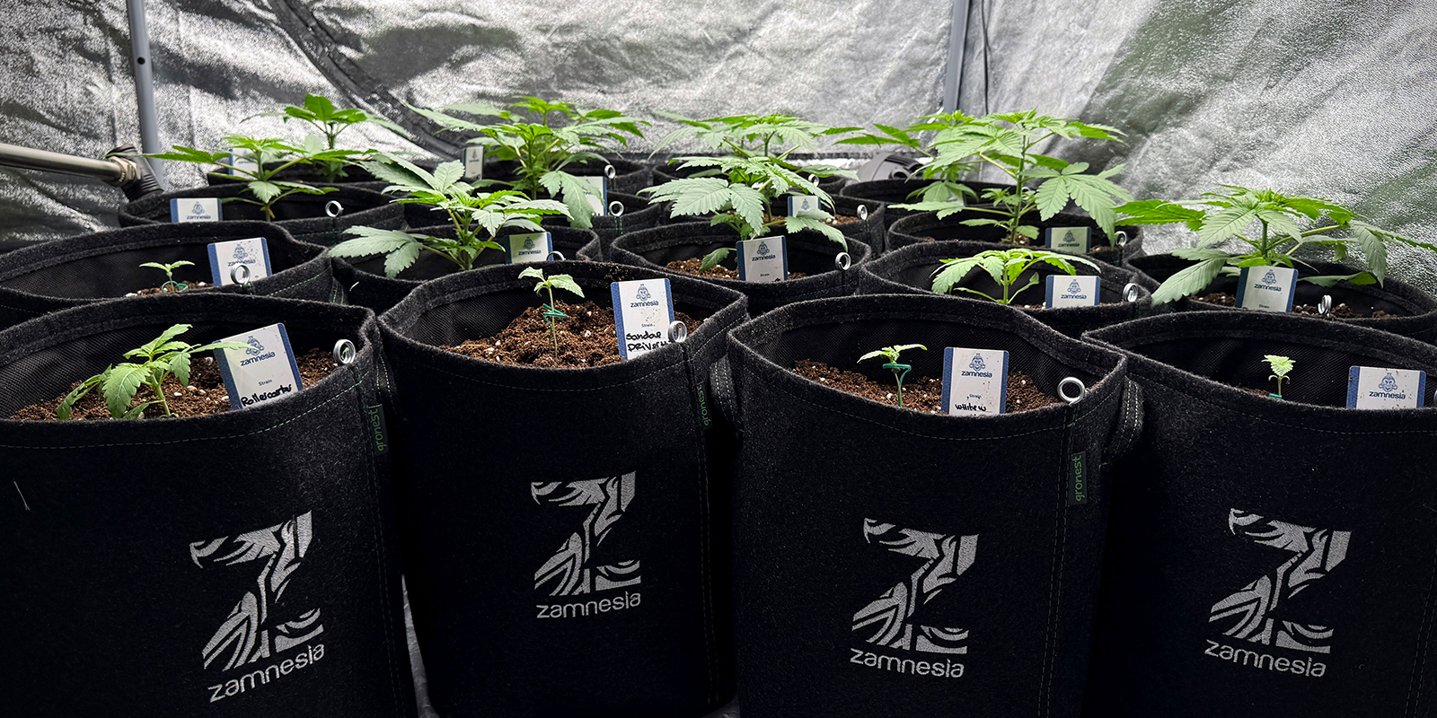 Usa vasi pi&ugrave; piccoli (4&ndash;6 l)