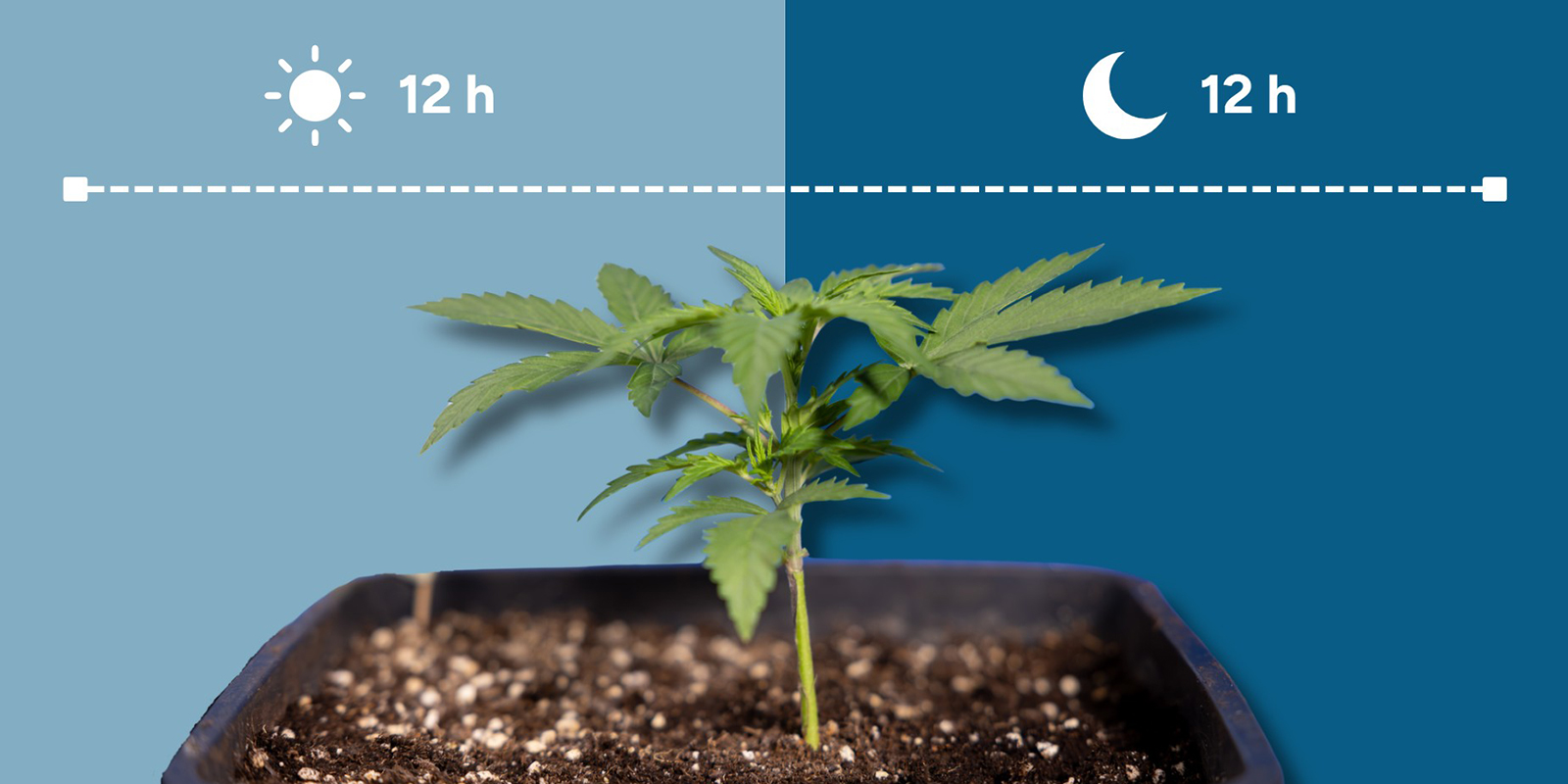 Che cos’è il 12/12? Che cos’è il 12/12?