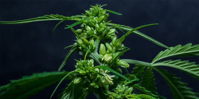 Gestire le ermafrodite senza andare nel panico