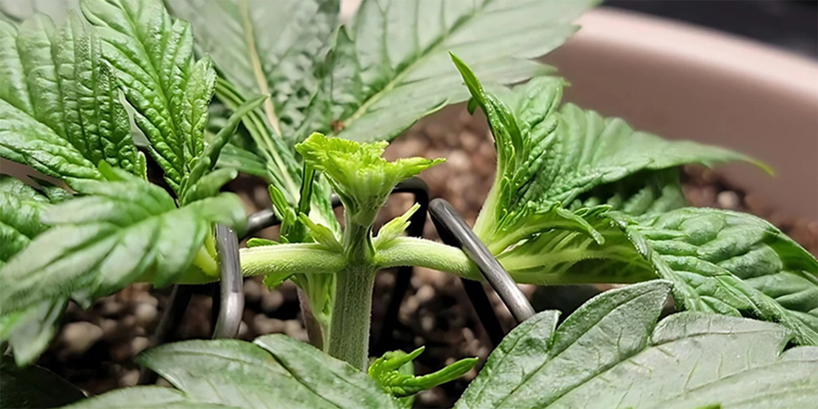 Fimming delle piante di cannabis Fimming delle piante di cannabis