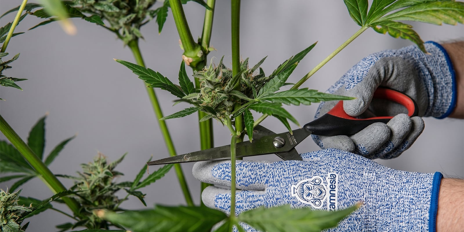 Come potare le piante di cannabis in sicurezza Come potare le piante di cannabis in sicurezza