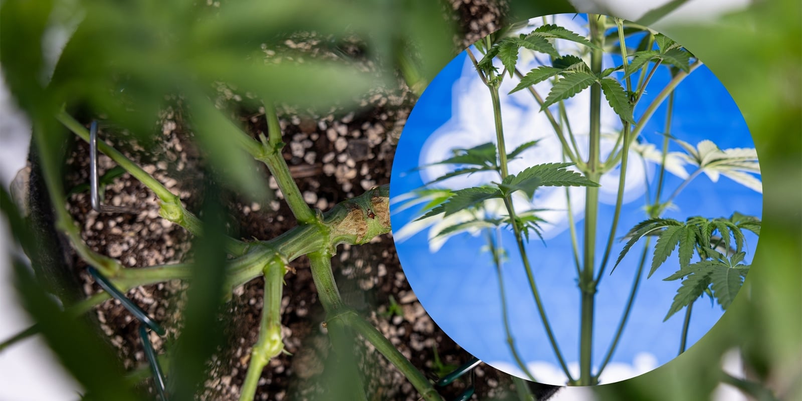 Lollipopping delle piante di cannabis Lollipopping delle piante di cannabis