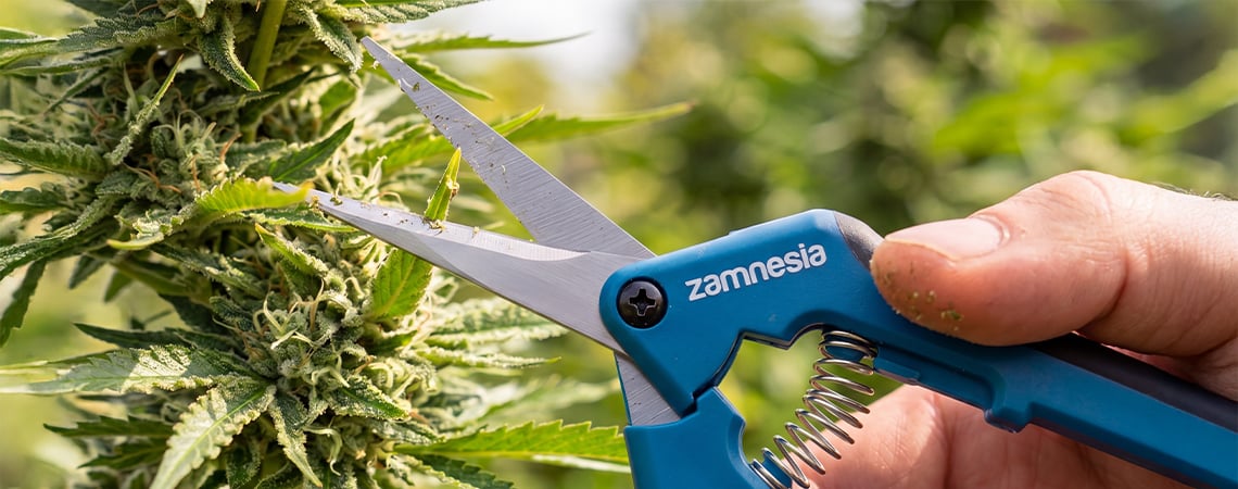 Potatura della cannabis: quando, perché e come farla correttamente Potatura della cannabis: quando, perché e come farla correttamente