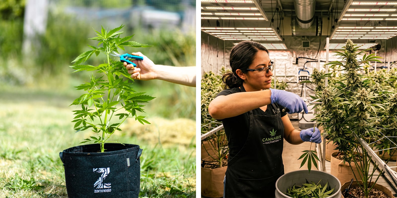 Potatura della cannabis: piante indoor vs outdoor Potatura della cannabis: piante indoor vs outdoor