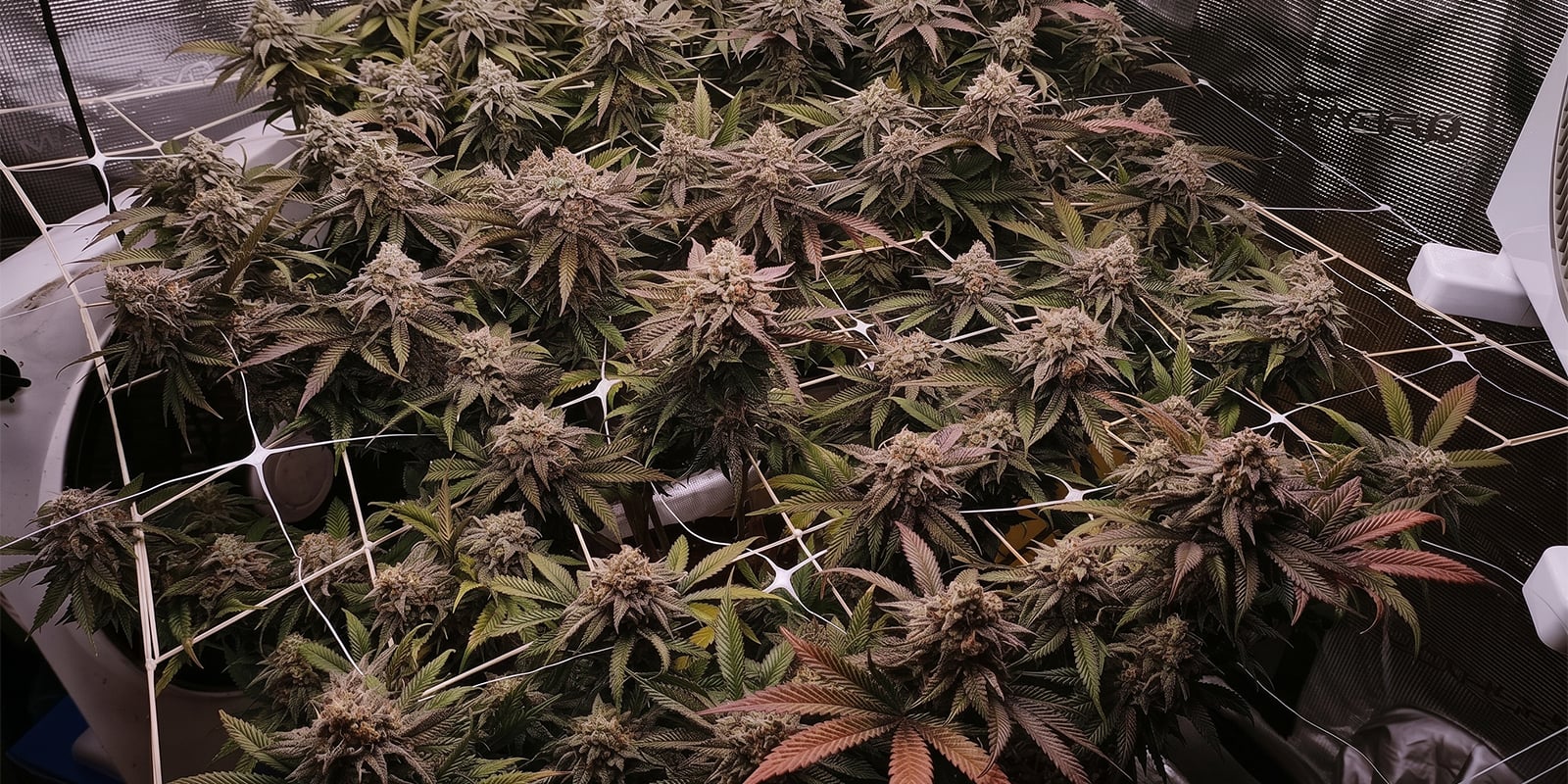 SCROG e potatura SCROG e potatura