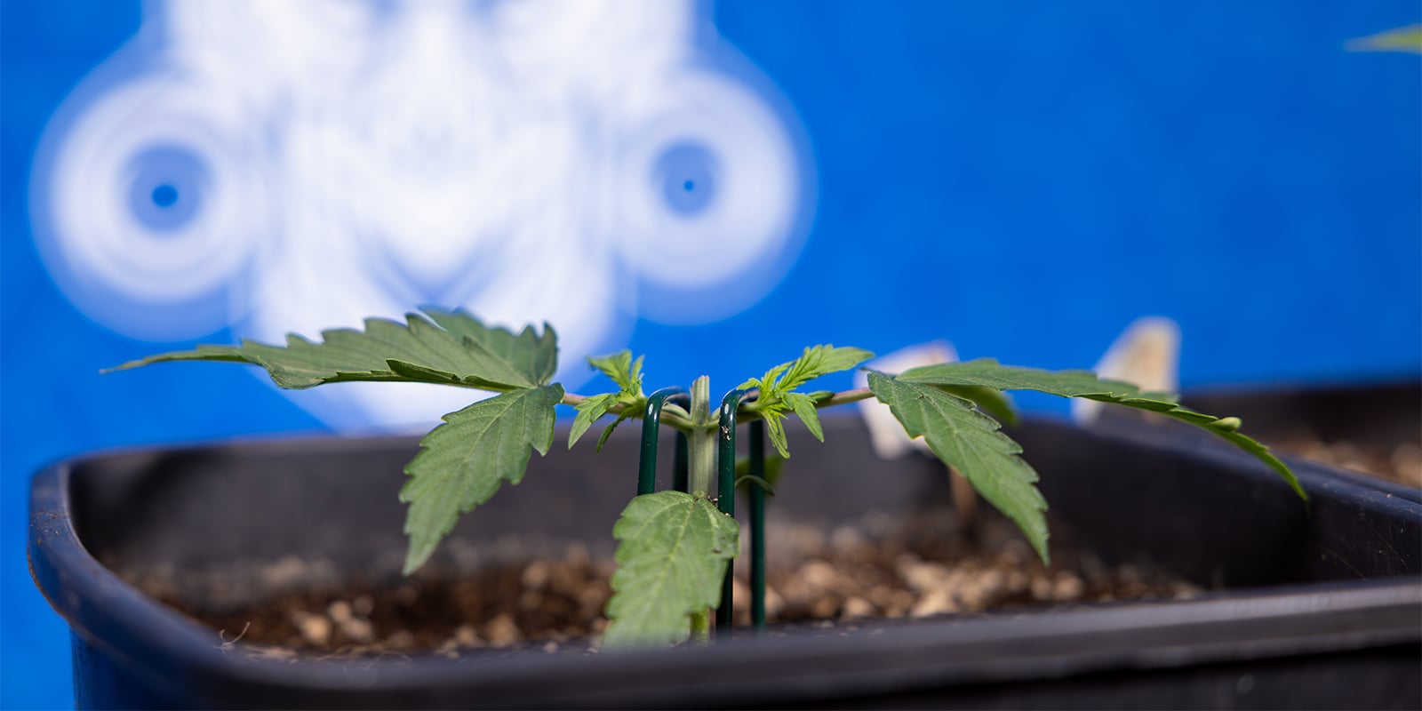 Cimatura delle piante di cannabis Cimatura delle piante di cannabis
