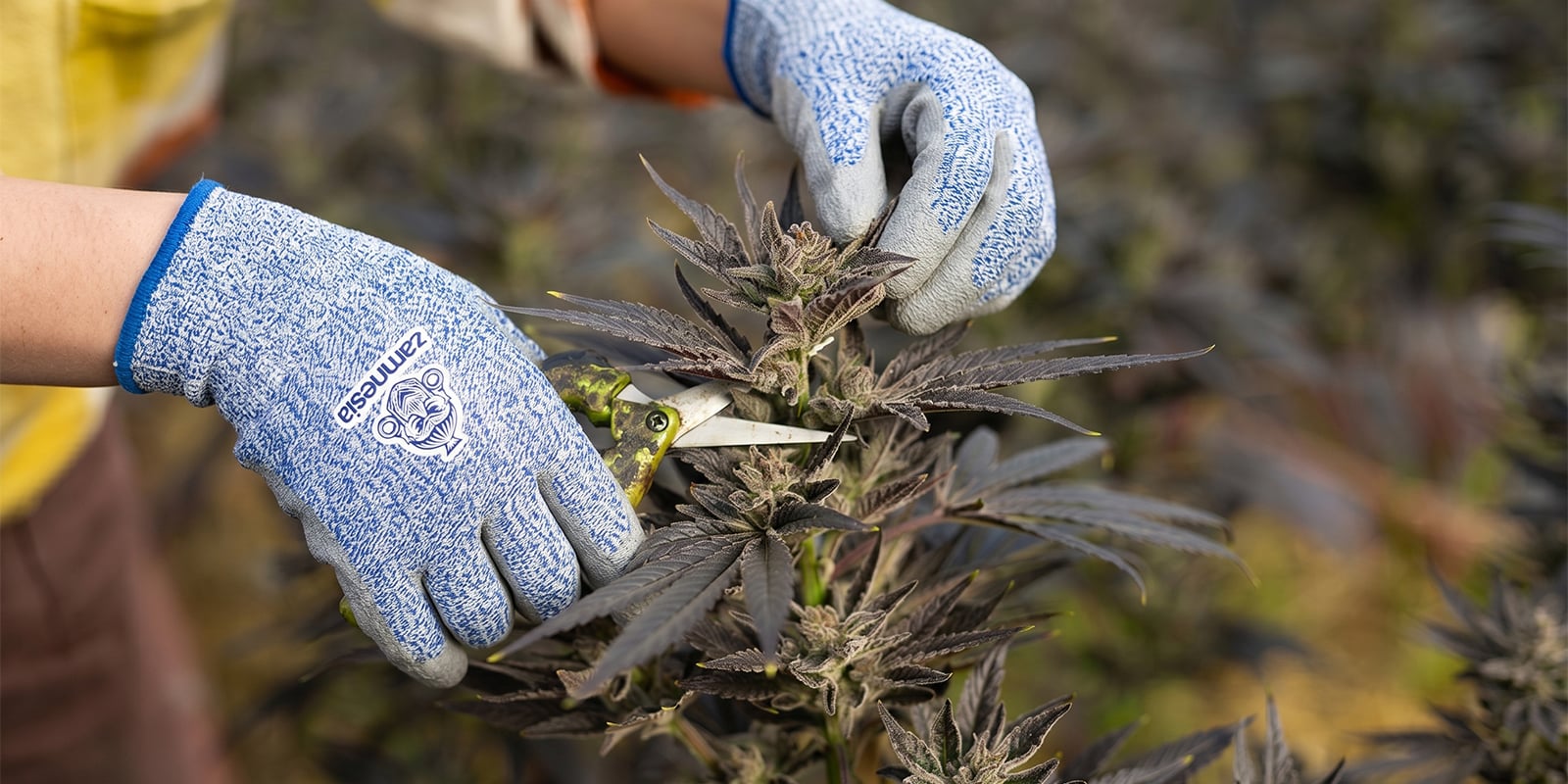Quando si deve potare la cannabis? Quando si deve potare la cannabis?