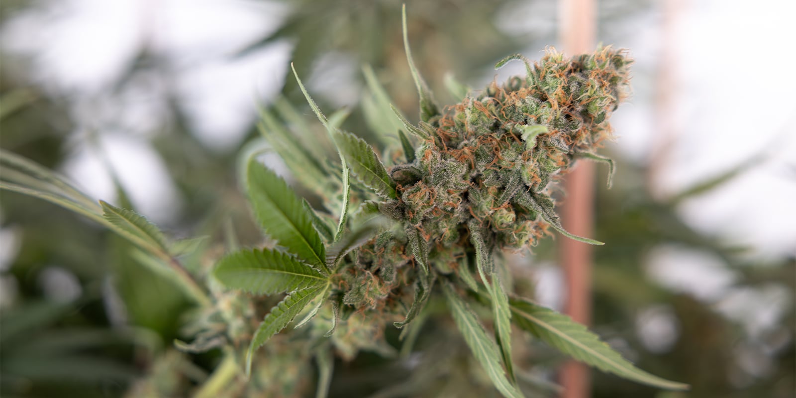 Perché potare le piante di cannabis? Perché potare le piante di cannabis?