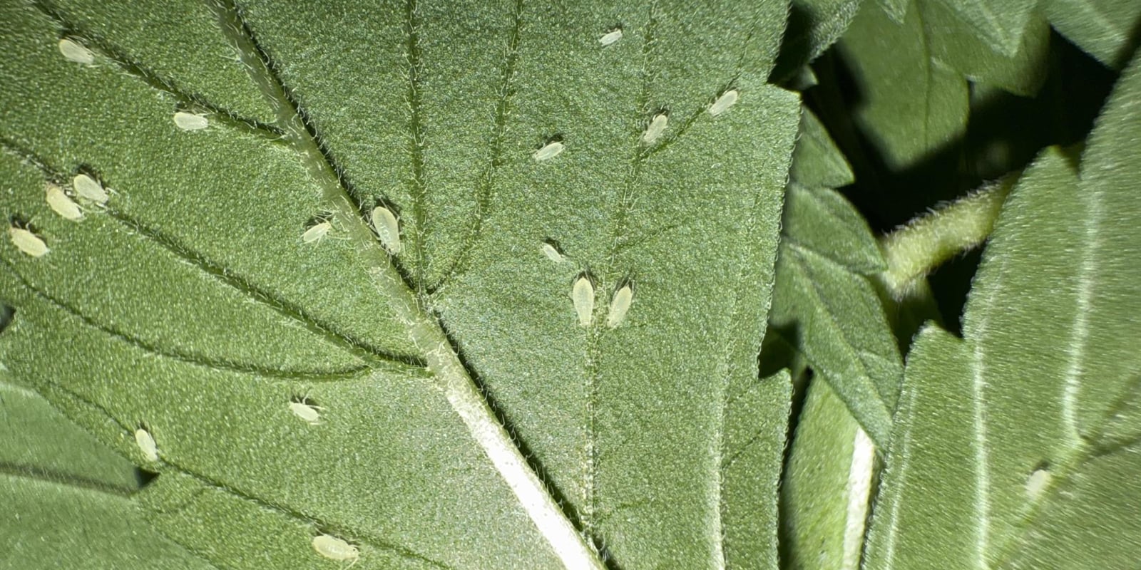 Come riconoscere gli afidi sulle piante di cannabis