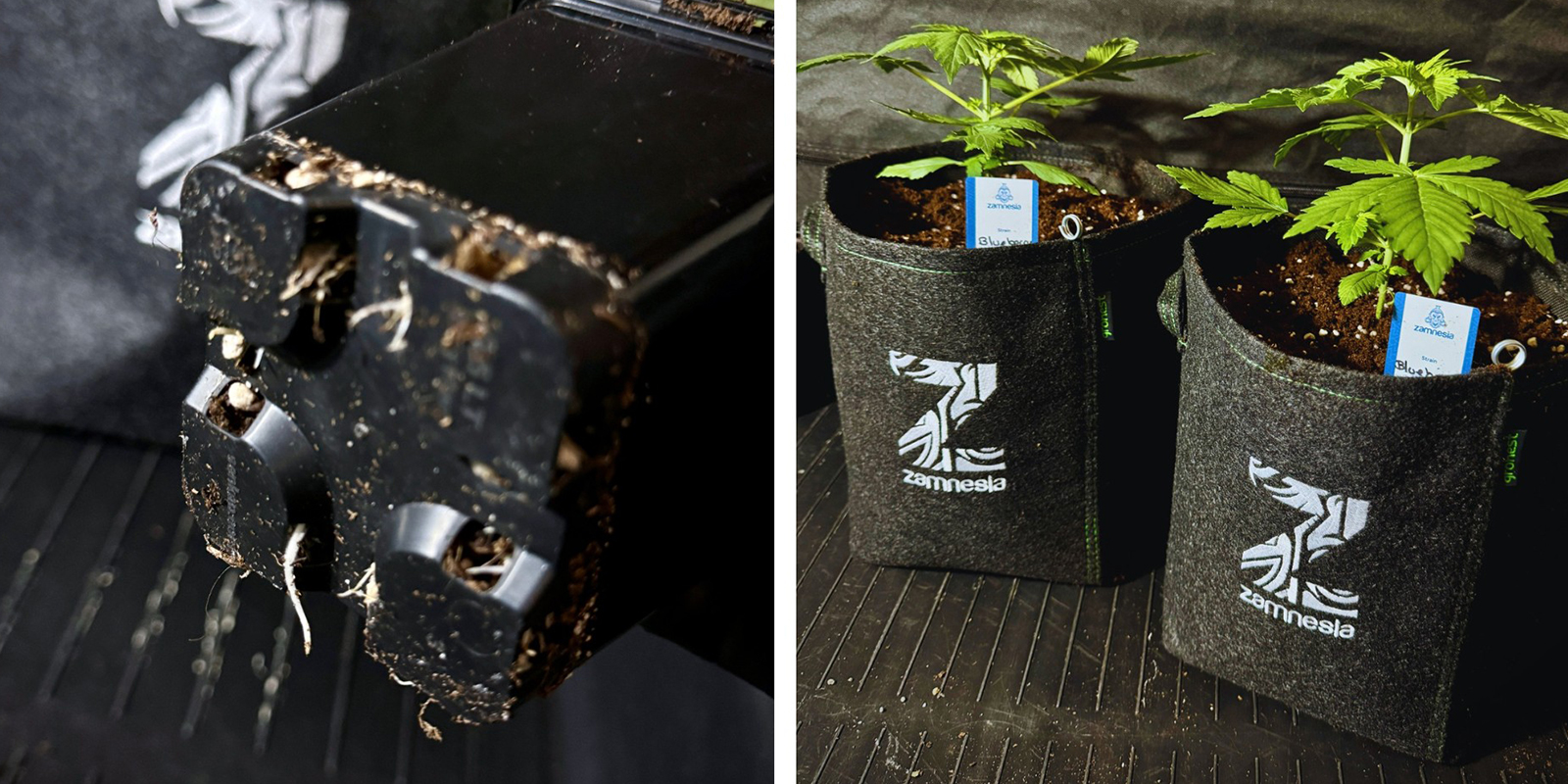 Come prevenire il rootbound in futuro