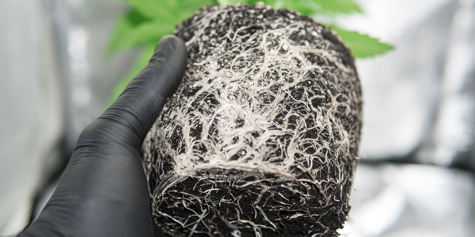 Indizi nella zona radicale