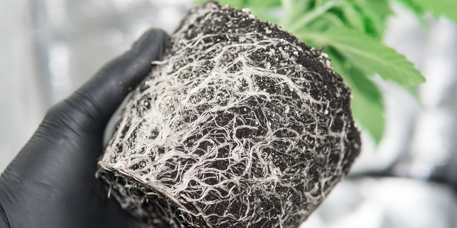 Cos&rsquo;&egrave; la cannabis rootbound?