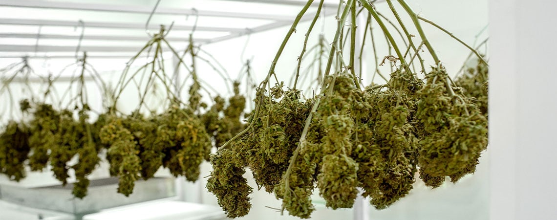 Essiccazione cannabis