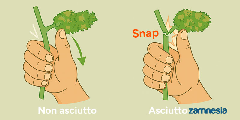 Come fai a sapere se le tue cime sono essiccate correttamente e pronte per la concia?