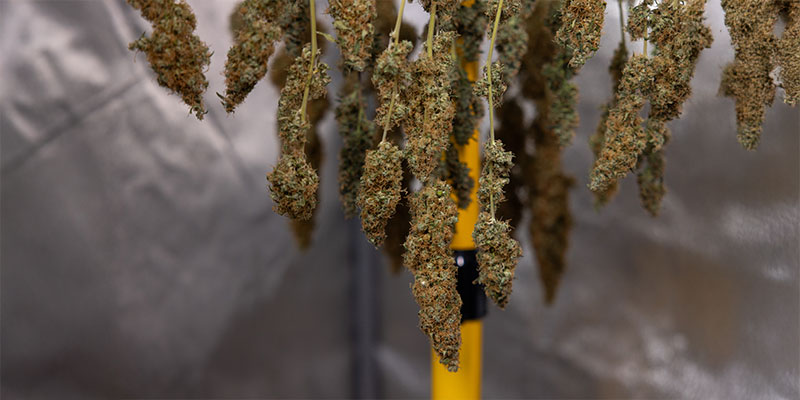 Perché è necessario essiccare la cannabis?