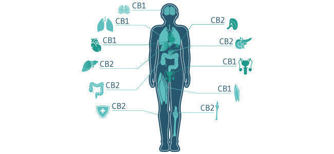 THC E ECS