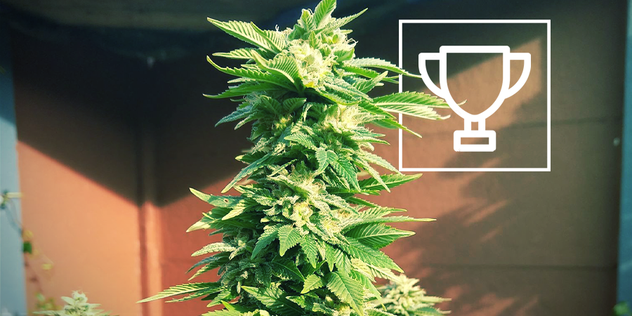 ZAMNESIA SEEDS - WHITE WIDOW: LA PLURIPREMIATA “REGINA DEI COFFEESHOP”