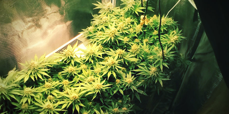 White Widow –– Famosa Icona della Cannabis