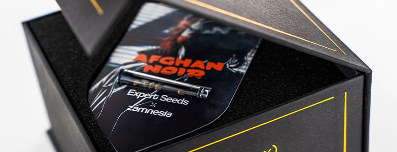 Genetica di Afghan Noir: Afghani x Sirius Black