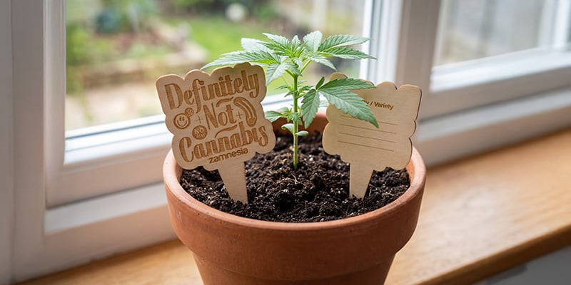 Segnavasi in legno - Zamnesia: Tieni sotto controllo le tue piante come un professionista