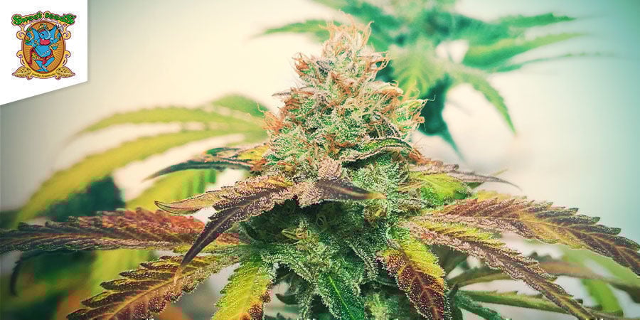 Mohan Ram (Sweet Seeds)