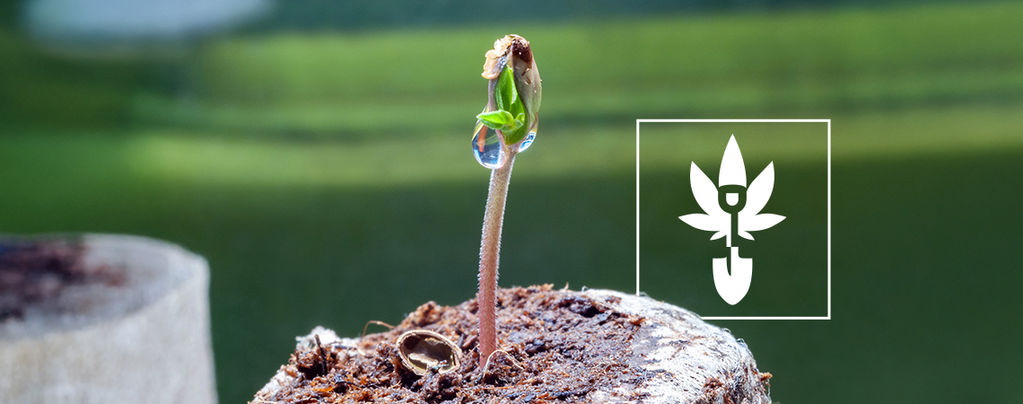 Come germinare i semi di cannabis
