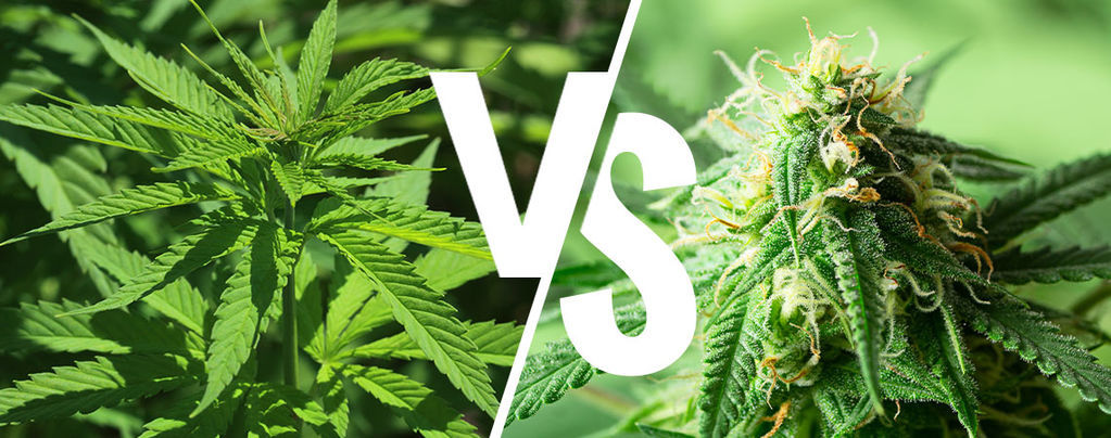 Distinzione Tra Indica E Sativa: Ha Ancora Senso Nel 2025?
