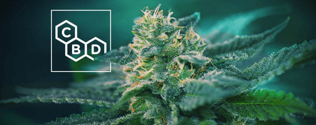 Varietà Di Cannabis Ricche Di CBD