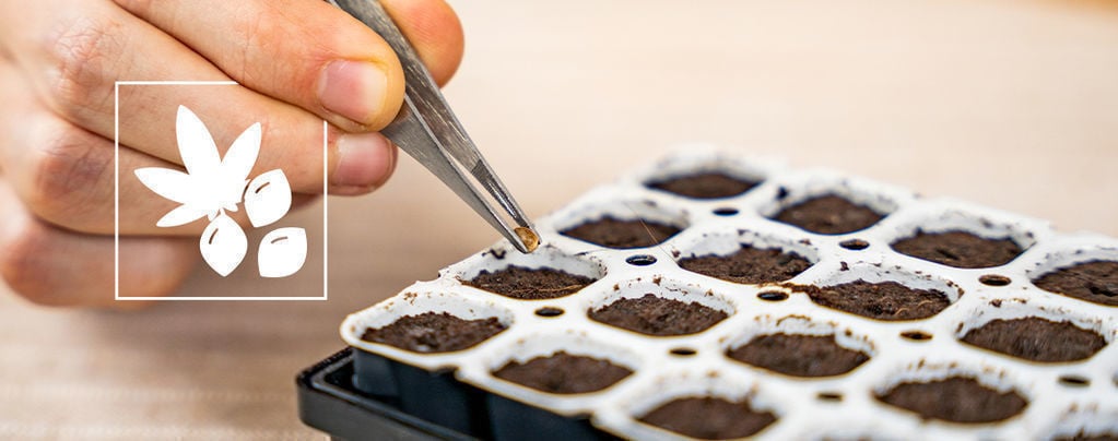 Come Far Germinare I Semi Di Cannabis Con Il Kit Smart Start 