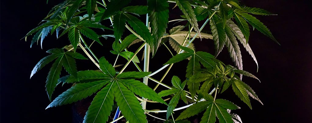 Cos’è la Cannabis indica?