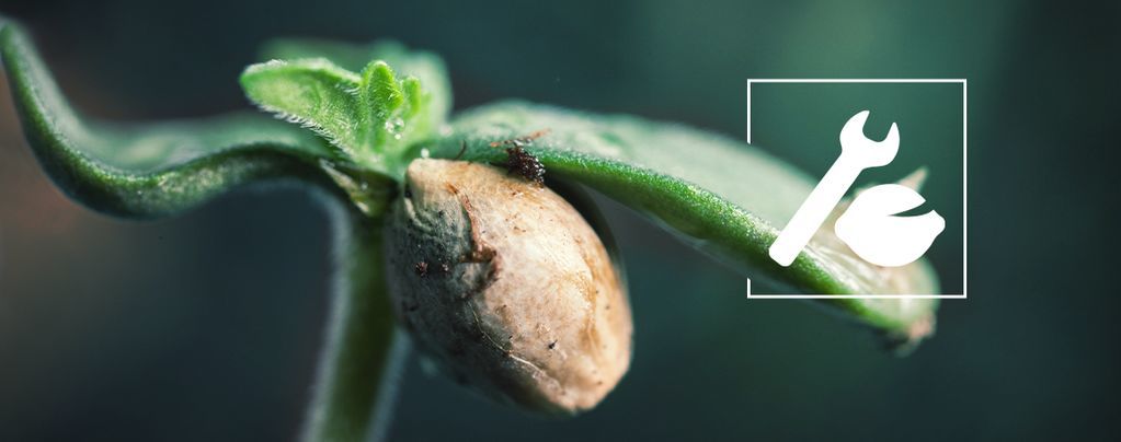 Come Risolvere I Problemi Di Germinazione Della Cannabis