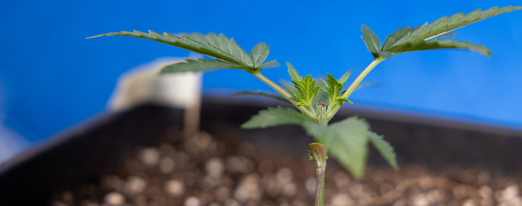 Cimatura cannabis: tutto quello che devi sapere