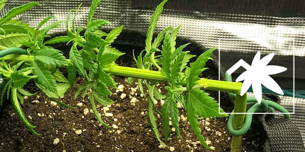 Super Cropping: Tutto Quello Che C'È Da Sapere