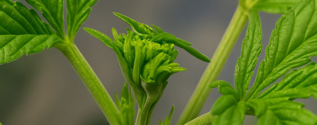 Fimming della cannabis per rese maggiori: quando e come applicarlo